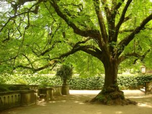 Botanical Garden at the University of Coimbra, a peaceful retreat for relaxation on a Coimbra tour